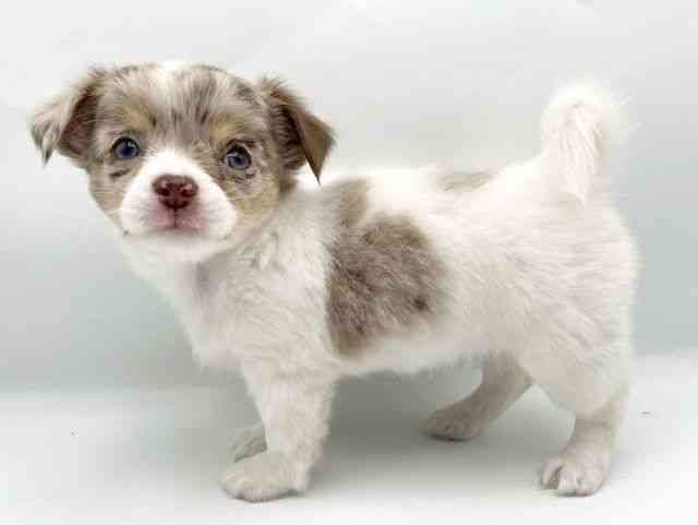 奈良県のチワワ(ロング) (ひごペットフレンドリートナリエ大和高田店/2025年9月1日生まれ/女の子/チョコレートマールホワイト)の子犬の2枚目の画像