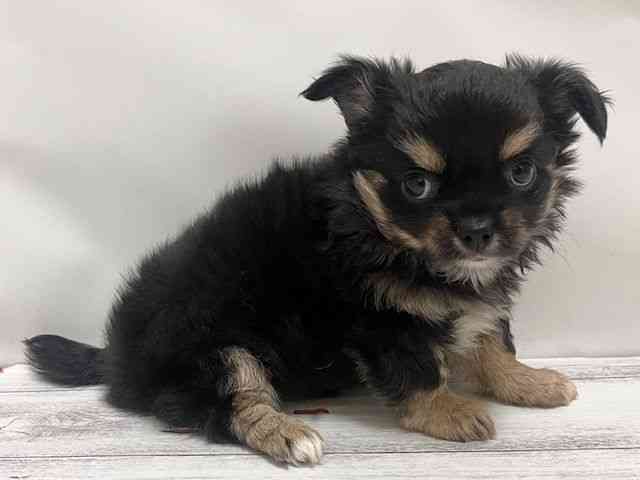 和歌山県のチワワ(ロング) (ひごペットフレンドリーパームシティ和歌山店/2025年9月2日生まれ/女の子/ブラックタン)の子犬の2枚目の画像