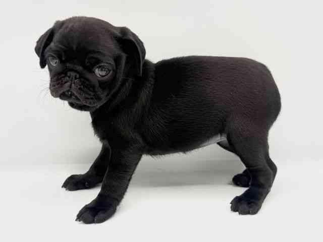 大阪府のパグ (ひごペットフレンドリーららぽーとEXPOCITY店/2025年9月3日生まれ/女の子/ブラック)の子犬の2枚目の画像