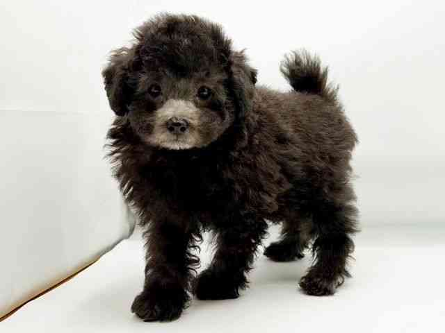 兵庫県のトイプードル(トイ) (ひごペットフレンドリーコロワ甲子園店/2025年9月1日生まれ/男の子/シルバー)の子犬の2枚目の画像