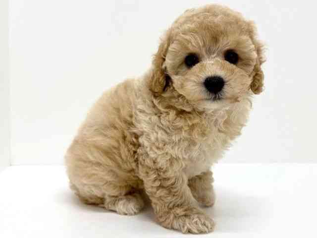 大阪府のトイプードル(トイ) (ひごペットフレンドリーくずはモール店/2025年8月27日生まれ/女の子/クリーム)の子犬の2枚目の画像