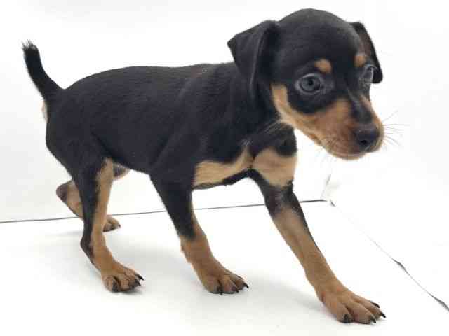 兵庫県のミニチュアピンシャー (ひごペットフレンドリークラウンパーク伊丹店/2025年9月3日生まれ/女の子/ブラックタン)の子犬の2枚目の画像