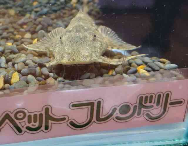 ̑ii}Yj
