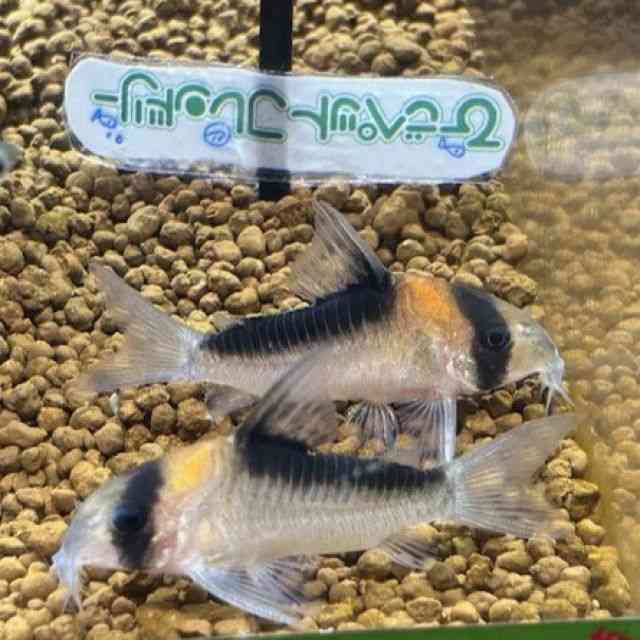 RhX@V[gm[Y
