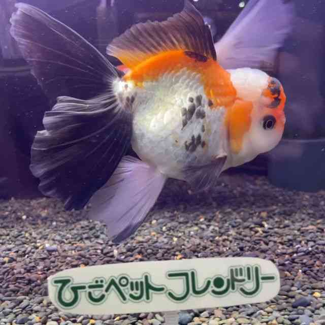 I_q