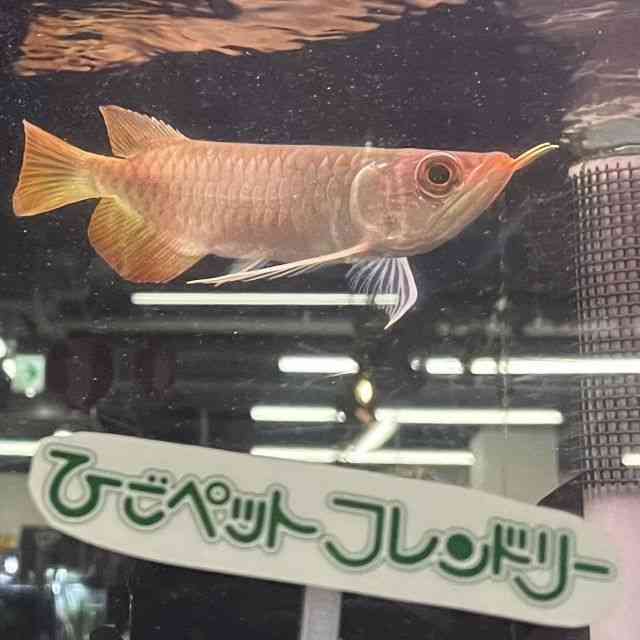 AWAi