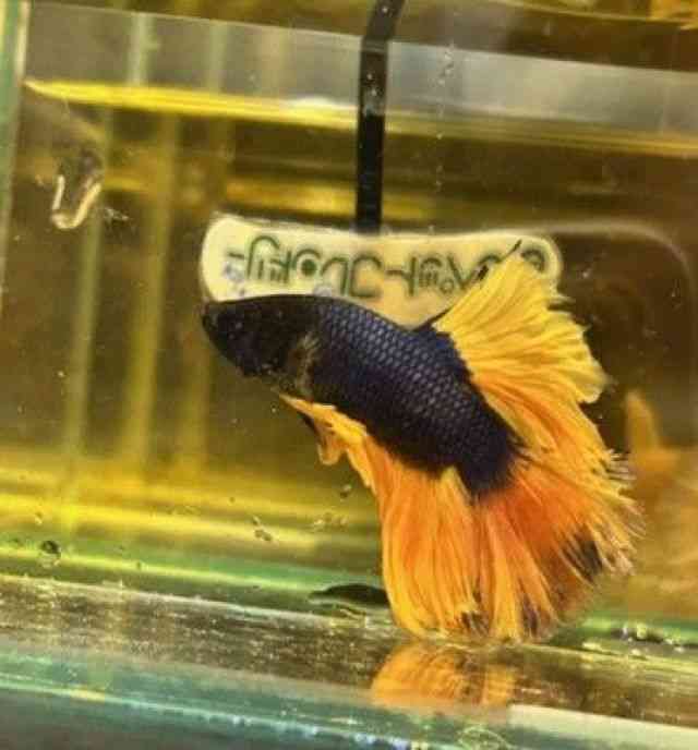 V[x^