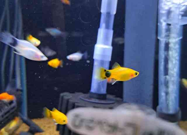 veB