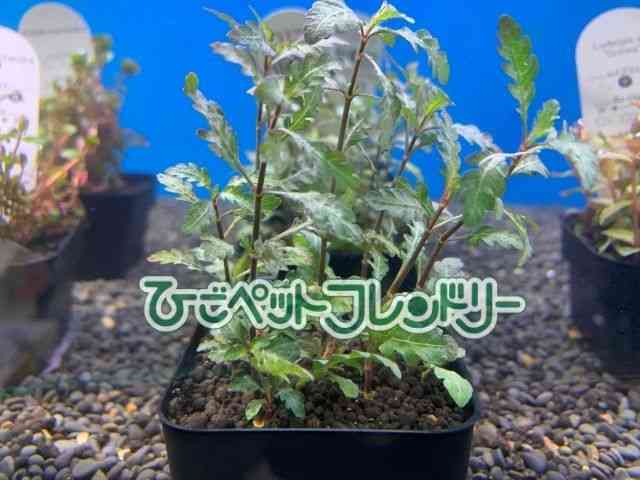 񂹐A