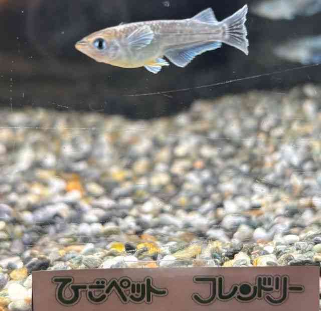 ̑iǃ_Jj