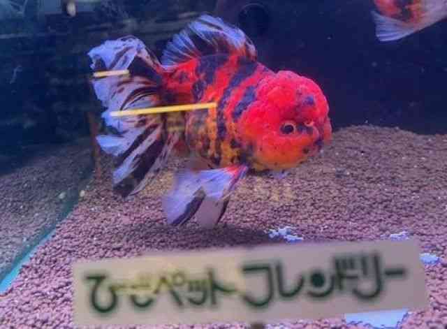 I_q