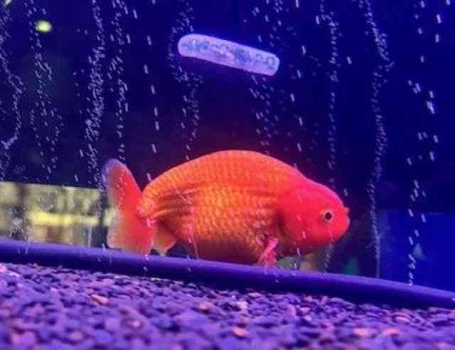 `E
