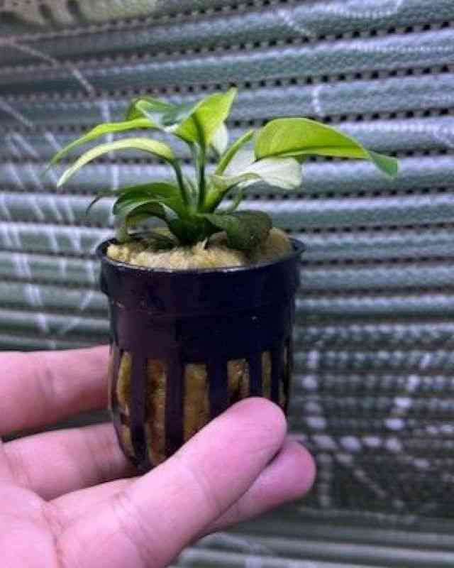 AkrAXEii