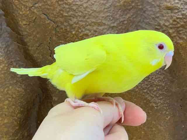 ZLZCCR
