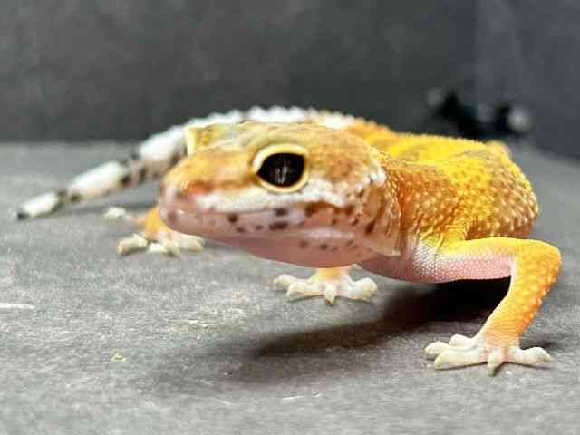 qEgJQhL