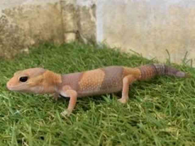 jVAtJgJQhL