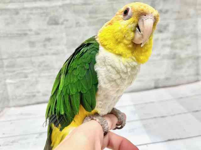 ̑iCREIEnj