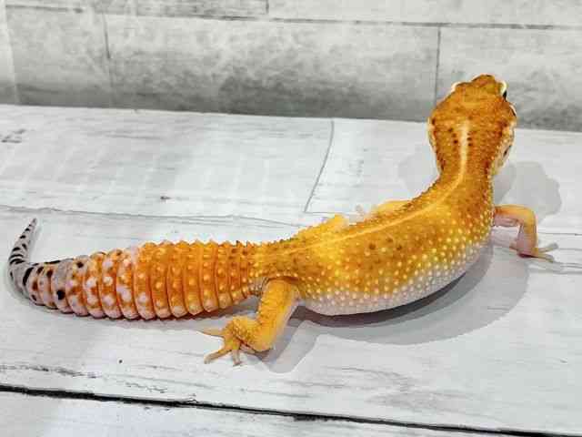 qEgJQhL