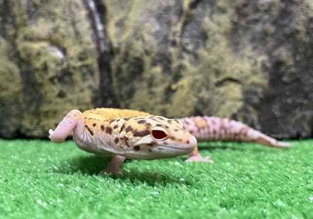 qEgJQhL