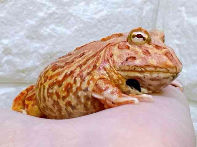 cmKGȋj