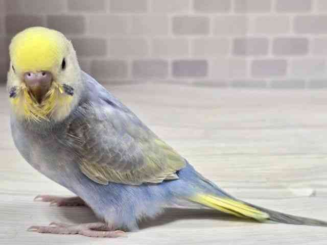 ZLZCCR