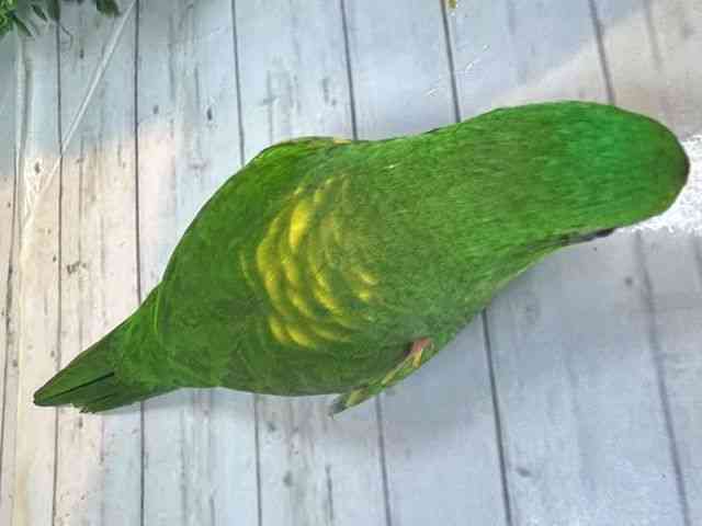 ̑iCREIEnj