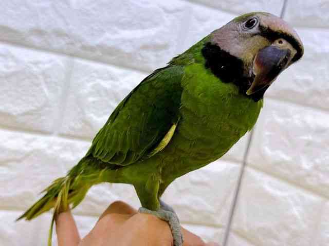 ̑iCREIEnj