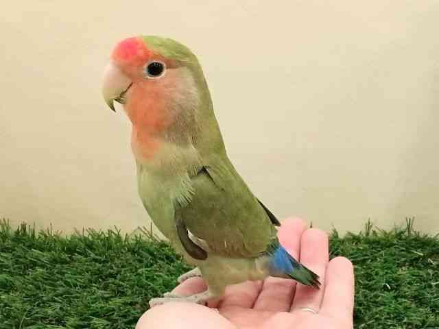 RUNCR