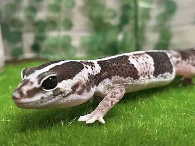 jVAtJgJQhL