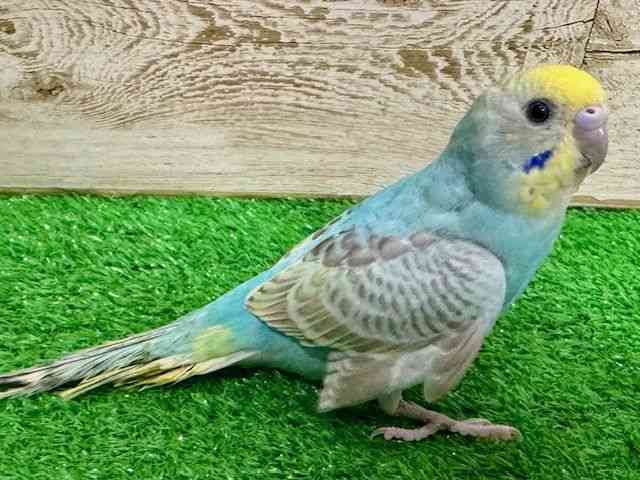 ZLZCCR
