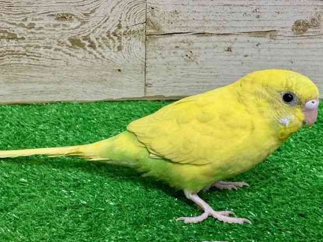 ZLZCCR