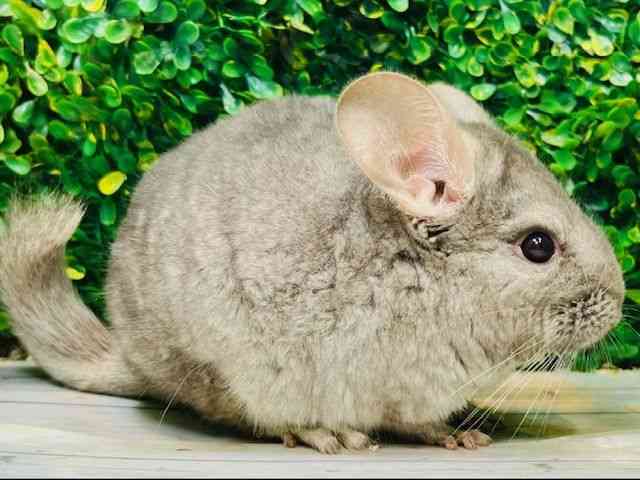 ``