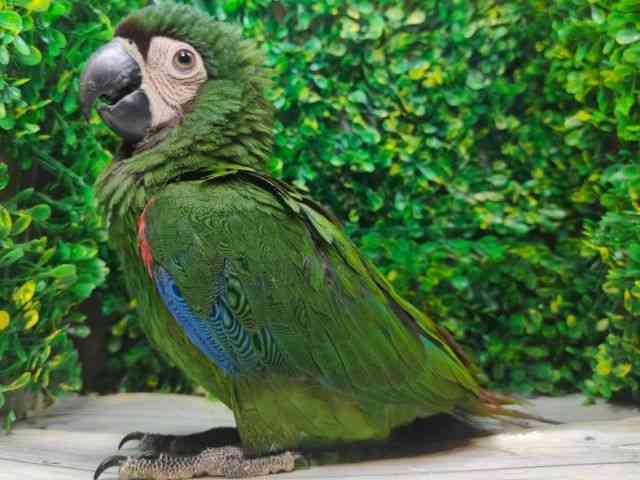 qRSECR