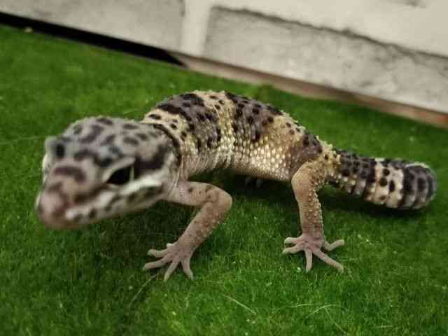 qEgJQhL