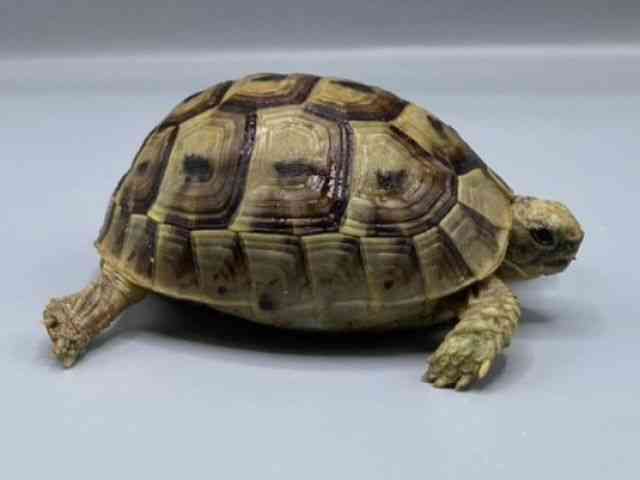 MVNK
