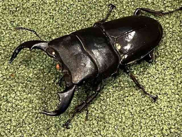 OY