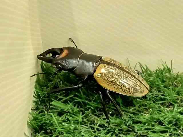 OY