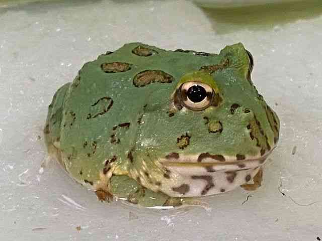 cmKGȋj