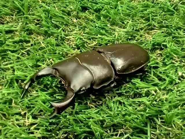 Y