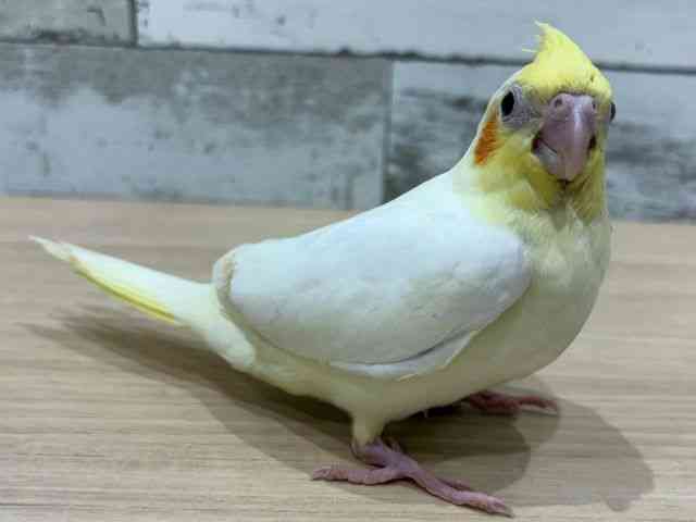 IJCR