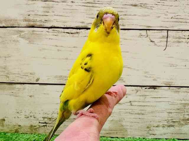 ZLZCCR