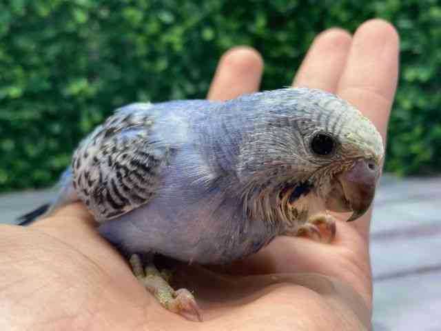 ZLZCCR