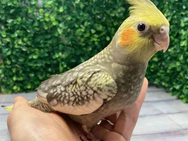 IJCR