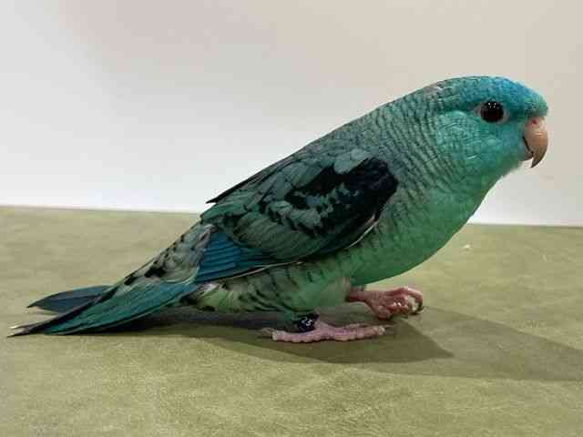 TUi~CR