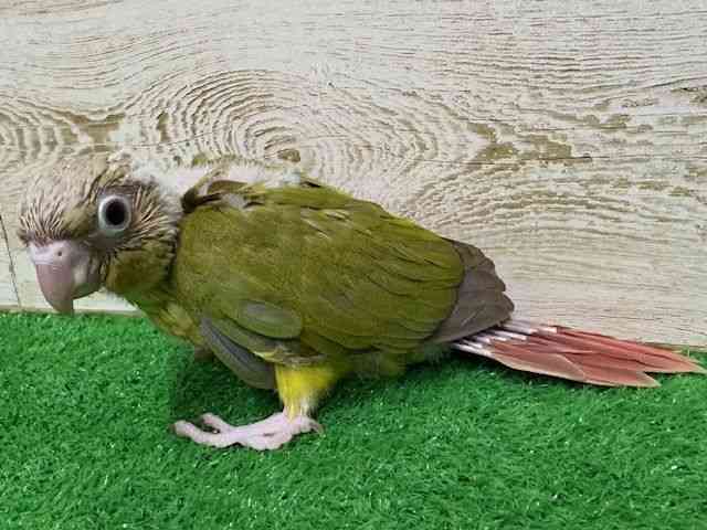 LRKlCERCR