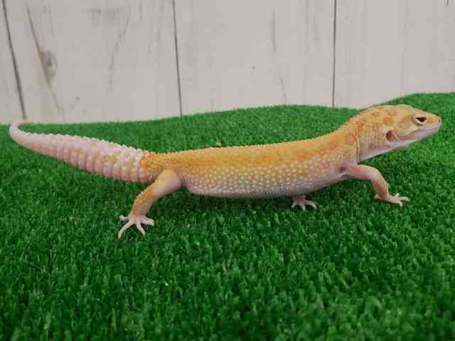 qEgJQhL