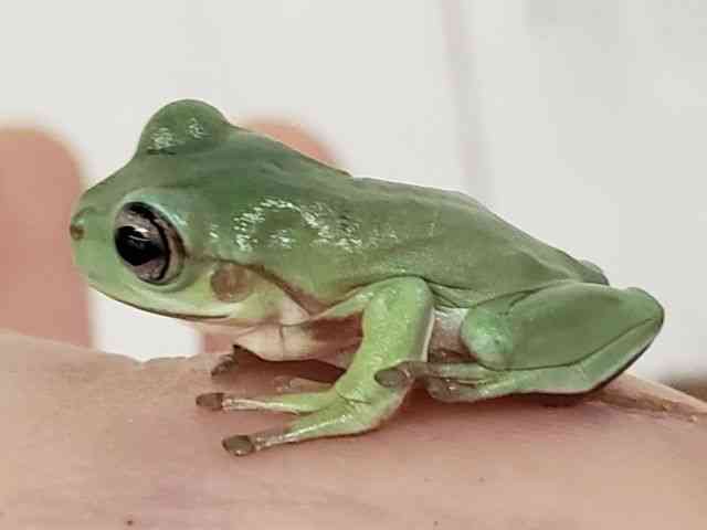 CGAKG