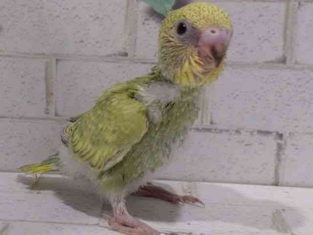 ZLZCCR