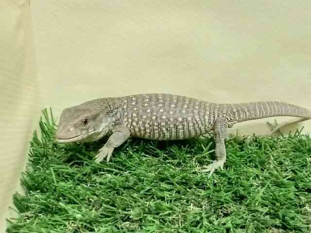 Toij^[