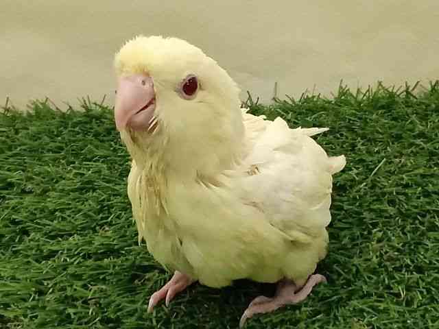 TUi~CR